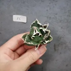 アガベ チタノタ オテロイ 包心竜 コンパクト OC株 6 - メルカリ