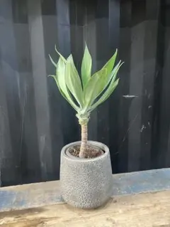 2026年最新】ボーチンブルーの人気アイテム - メルカリ