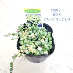 多肉植物 抜き苗　No.1266 斑入りグリーンネックレス