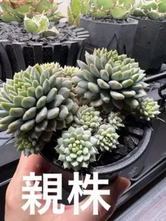 2025年最新】おらいさんの人気アイテム - メルカリ