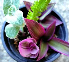 多肉植物（抜き苗）✖5種