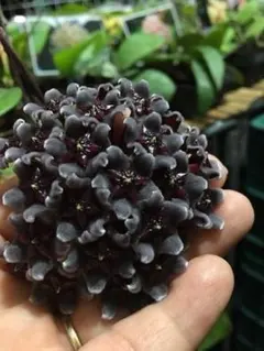 JJ様 リクエスト 2点 まとめ商品　速達！