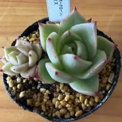 ミックスベリア ウェディングベル 抜き苗 おらいさん 多肉植物 札は