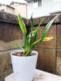 2026年最新】万年青 植物の人気アイテム - メルカリ