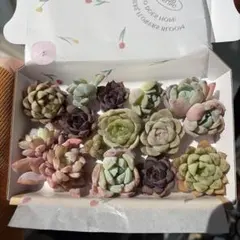 多肉植物 エケベリア 韓国苗　カット苗 13苗 詰め合わせセット　即日　2