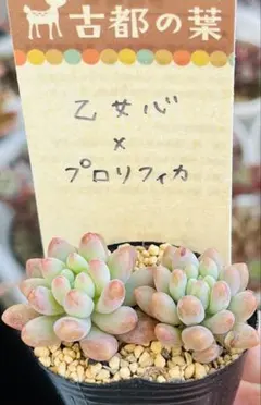 あすみ様 リクエスト 2点 まとめ商品