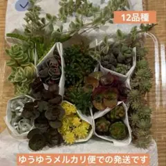 Ｖ　多肉植物 カット苗 詰め合わせ 多肉弁当　寄せ植えセット セダム