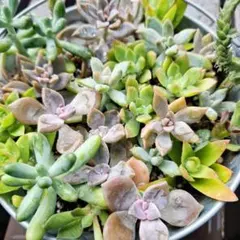 ゆきみな様 リクエスト 2点 まとめ商品