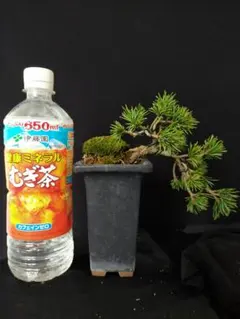 MOMO様 リクエスト 2点 まとめ商品