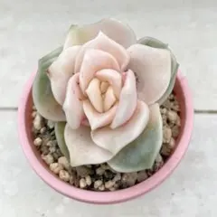 ラブリーローズ錦