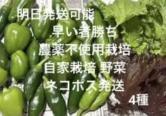 早い者勝ち 農薬不使用栽培 自家栽培 ネコポス 野菜詰め合わせ ミニ野菜セットのサムネイル