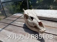 イノシシ 頭骨 頭蓋骨 大型 スカル 牙 骨格標本 ハンティング