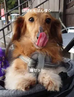 ぽぽももぽん様☆たっぷり鶏セット（ムネ・ササミ）完全無添加＆国産手作り犬おやつ