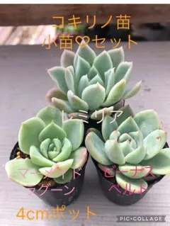 多肉植物 香水錦＆キャビア錦♡小苗セット - メルカリ