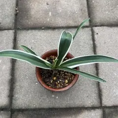 2026年最新】万年青 植物の人気アイテム - メルカリ