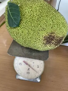 ジャックフルーツ パラミツ 果実 約30cm ③ - メルカリ