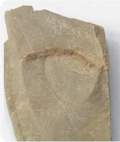 Fuxianhuia protensa 化石 フクシアンフイア 澄江動物群 - メルカリ