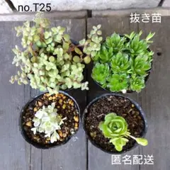 no.T25【抜き苗】多肉植物4種類セット