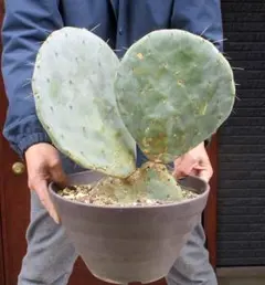 ウチワサボテン ノパル オプンティア 大株古株 - メルカリ