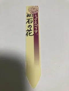リンゼアナ実生 札のみ おらいさん苗 多肉植物 - メルカリ