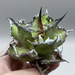 龍門】アガベチタノタ “鮫歯”極上バンド幅 写真株出品 超絶狂棘 - メルカリ
