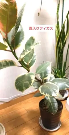 特価。葉破れ3【フィカス（ゴムの木）約190cm】大型観葉植物｜シンボル