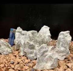 19 メダカ　金魚　熱帯魚　爬虫類　アクアリウム水槽濾過　ビオトーブ　プレコのサムネイル