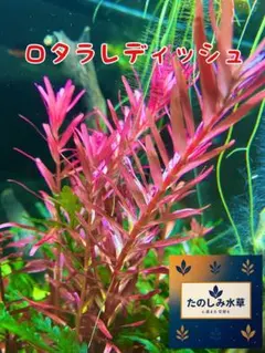 水中葉　ロタラレディッシュのサムネイル
