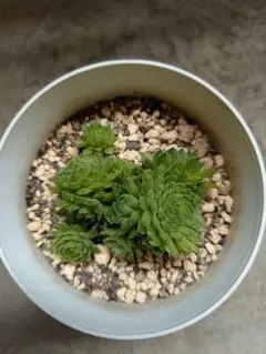 多肉植物 センペルビウム クラクフ 鉢内全部のサムネイル