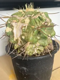 金鯱モンスト　カキコ自根 金鯱モンスト カキコ自根 - メルカリ