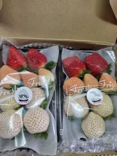 イチゴ　いちご　苺　食べ比べ　減農薬　新鮮