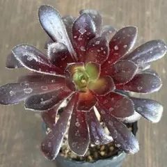 2026年最新】アエオニウムの人気アイテム - メルカリ