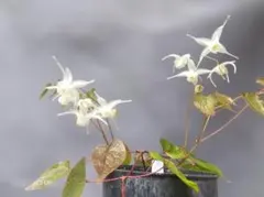 白花イカリソウ　開花始まるのサムネイル