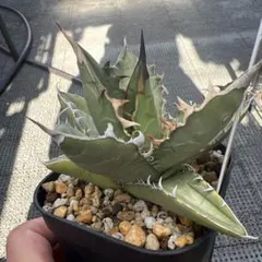 2026年最新】オテロイの人気アイテム - メルカリ