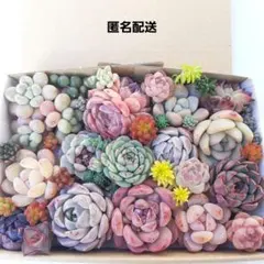 多肉植物 カット苗 詰め合わせ 【19】