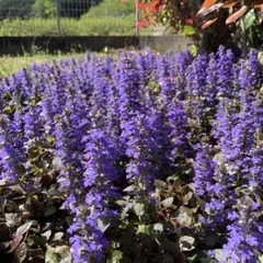 くまてつ様 リクエスト 2点 まとめ商品