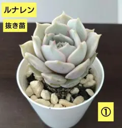 Yousuckbeggars様 リクエスト 3点 まとめ商品