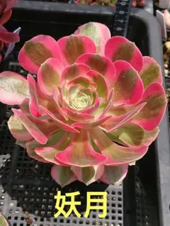 ☆多肉植物☆ガーネット白斑錦・アエオニウム☆ - メルカリ