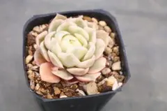 フ*ト様 エケベリア・Onslow斑入り