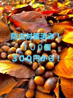 ⭐︎どんぐり【防虫対策済み】⭐︎１００個→３００円から