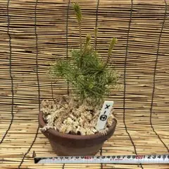 ☆盆栽☆ 赤石五葉松【X-6】5年物 ☆愛媛県より発送☆ - メルカリ