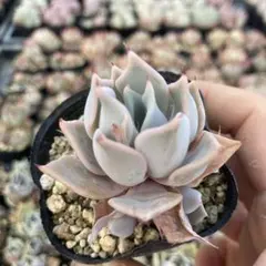 256.多肉植物＊紫久遠【根付き苗】優木園さん苗