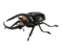 いきもの大図鑑 かぶとむし08 ネプチューンオオカブト（改）　昆虫フィギュア