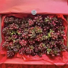 【205】訳あり 多肉植物レッドベリーカット苗