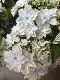 売り尽くし 新品種 紫陽花 アジサイ 那由多 なゆた 4号 ブルー 現物 14