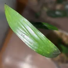 至宝の山採り品】富貴蘭 御来光（スーパーホワイト） - メルカリ