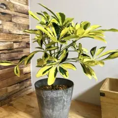 2026年最新】シェフレラの人気アイテム - メルカリ