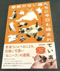 容赦のない猫たちに今日も絡まれています