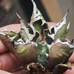 アガベ 麻花龍 極上強棘 強葉内刺し 強背刺し 優良血統 アガベ 麻花龍 極上強棘 強葉内刺し 強背刺し 優良血統 アガベ