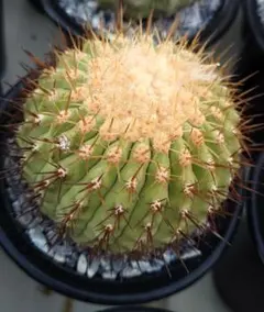 makoto様 リクエスト 6点 まとめ商品